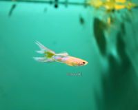 Endler Guppy ,,Japan Blue" Blond Bayern - Weilheim i.OB Vorschau