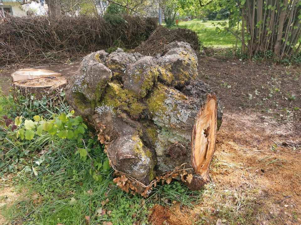 Holz für Selbstabholer zu verschenken in Kassel