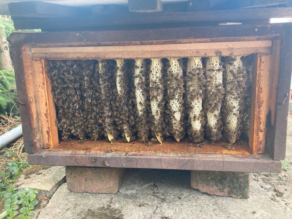 Bienenvolk in Bienenkiste in Leipzig