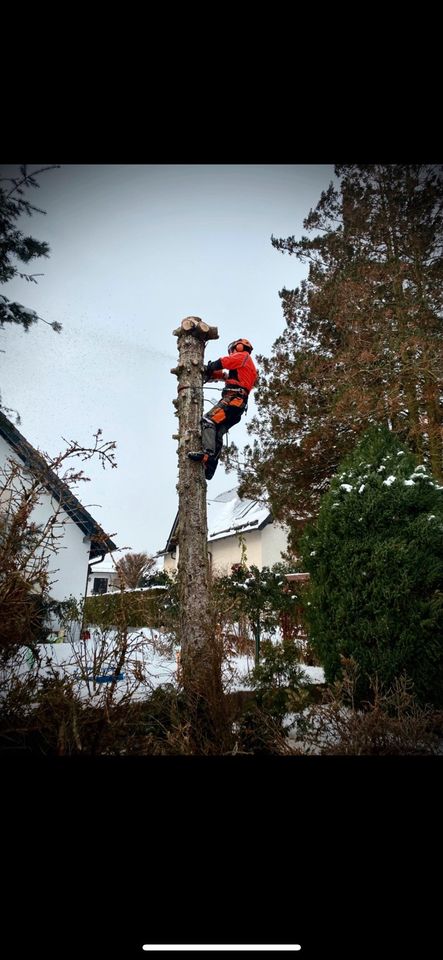 Baumpflege Baumfällung Baumdienst Obstbaumschnitt Baumservice in Chemnitz