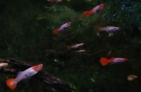 Guppy, Koi - Guppys 2-3 cm, geschlechtsreif Hessen - Wiesbaden Vorschau