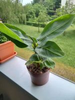 Bananenpflanze - Musa München - Bogenhausen Vorschau