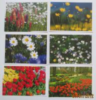 Postkarten Thema Wiesen & Blumen - Postcrossing 3,50 € Baden-Württemberg - Rastatt Vorschau