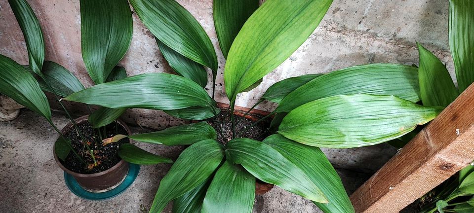 Aspidistra elatior (Schusterpalme) Zimmerpflanze versch. Größen in Karlsbad