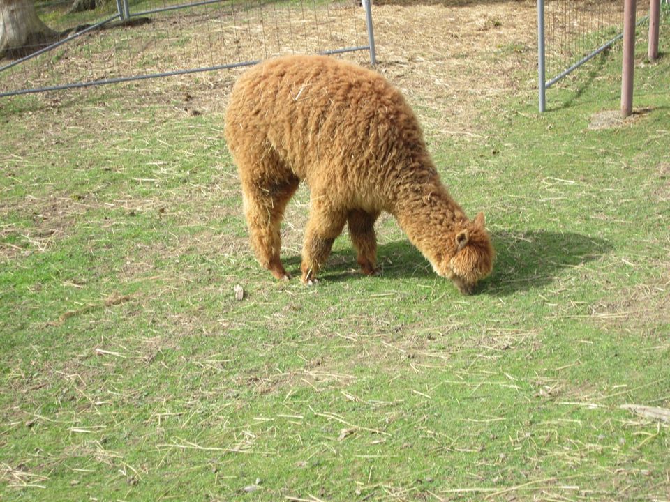 Alpakahengst in Gornau