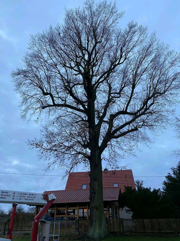 Biete Gartenarbeit aller Art an Heckeschneiden/ Baumfällung in Radeberg