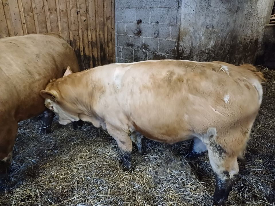 Bio Fleckvieh Deckbullen in Ehrenberg (Rhön)