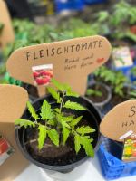 Tomaten Tomatenpflanzen Nordrhein-Westfalen - Kalletal Vorschau