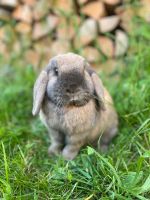 ❤️Zahmer Kaninchen Kastrat 2 Jahre/Kaninchen/Hasen Baden-Württemberg - Waldburg Vorschau