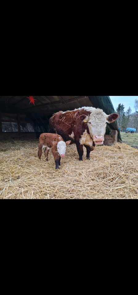 Rindfleisch Fleischpakete aus Weidehaltung in Landesbergen