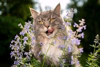 Suche: Lavendel & Katzenminze für Garten Bayern - Amberg Vorschau