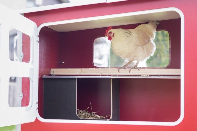 Mobile Coop aus Holz mobiler Hühnerstall Profi Stall für Hühner in Neumünster