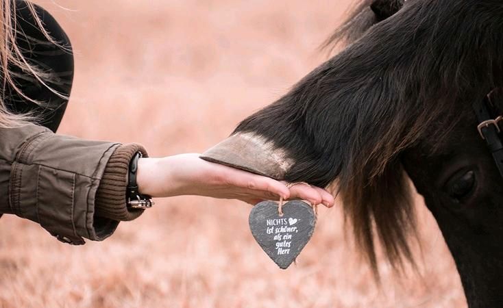 Einfahren von Pferd und pony in Wusterhausen