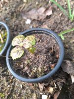 Maiapfel Podophyllum insektenfreundlich winterhart Pankow - Buch Vorschau