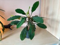 faszinierende Spuckpalme (auch Madagaskarpalme) in Hydrokultur Nordrhein-Westfalen - Bad Oeynhausen Vorschau
