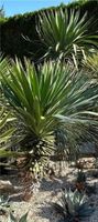 Yucca Recurvifolia & Gloriosa winterhart -20 grad Exotengarten Bayern - Eichendorf Vorschau