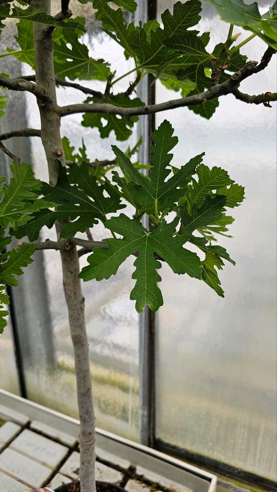 Feigenbaum Ficus Carica verschiedene Größen in Wiesbaden