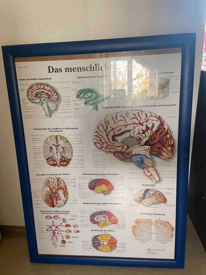 Poster „Das menschliche Gehirn“ in Nürnberg (Mittelfr)