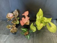 Syngonium Ableger Orm nak, Strawberry Ice Galaxy, Mango Illusion, Nordrhein-Westfalen - Datteln Vorschau