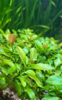 Wasserpflanze Ludwigia Repens ‚mesakana‘ - 4 Pflanzen Niedersachsen - Celle Vorschau