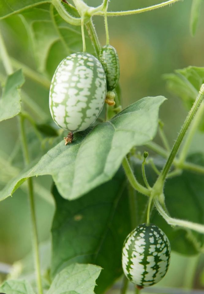 Mexikanische Minigurke – Melothria Gurke Gurkenpflanze Pflanzen in Hartenstein