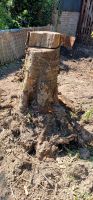 Baumstümpfe zu verschenken. Selbstabholung. Schon ausgegraben Nordrhein-Westfalen - Ibbenbüren Vorschau