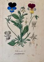 Stiefmütterchen. Handcolor. Stahlstich um 1860. Nordrhein-Westfalen - Detmold Vorschau