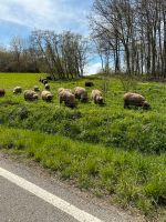 Weidefläche oder Landschaftspflege mit Schafen Baden-Württemberg - Rosenfeld Vorschau