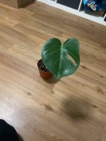 Monstera deliciosa Baden-Württemberg - Karlsruhe Vorschau