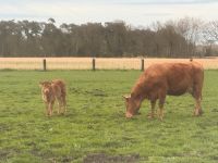 Kuh mit Mutterkalb bei Fuß Nordrhein-Westfalen - Bocholt Vorschau