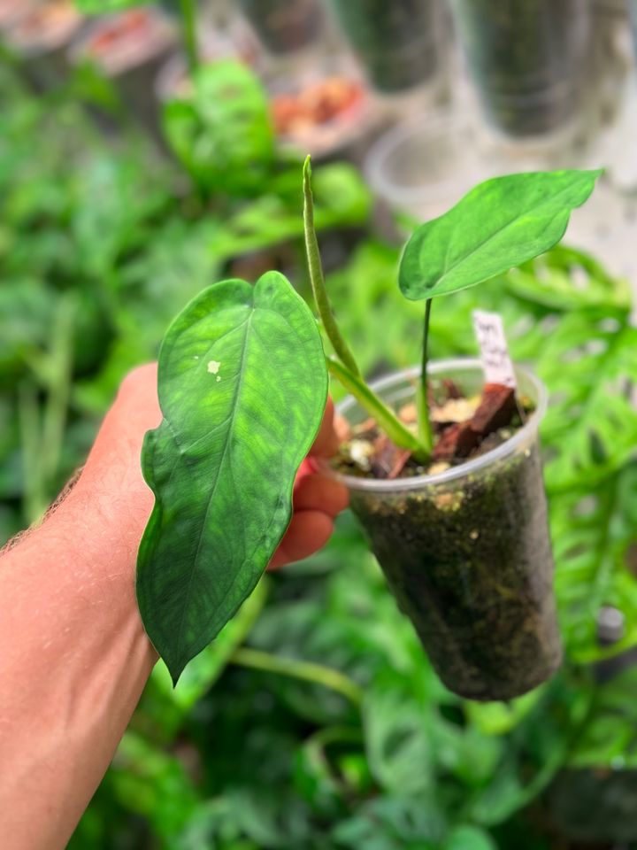 Syngonium chiapense variegata in Lengede