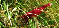 Neocaridina red fire Zwerggarnelen Berlin - Treptow Vorschau