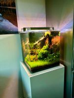 Dennerle 60 Liter Aquarium Aquascape mit Garnelen München - Pasing-Obermenzing Vorschau