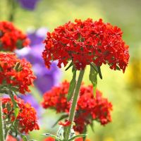 Bio Brennende Liab Liebe Blume Pflanze Rot Garten Samen Saatgut Bayern - Gilching Vorschau