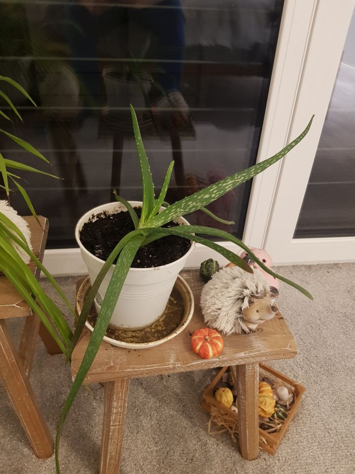 Aloe Vera Pflanzen - verschiedene Größen in Besigheim