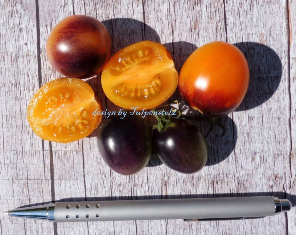 ♥ Blaue Tomate Indigo Kumquat Samen tropischer Geschmack,Gemüse in Hamburg