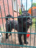 ❤️ Schnoodle Rüde (Allergiker Hund)) ❤️ Niedersachsen - Westerholt Vorschau