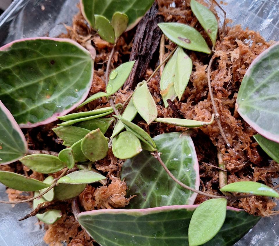 Hoya puber bewurzelte Pflänzchen in Ronnenberg