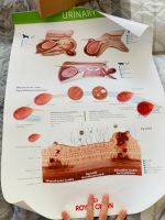2x Tiermedizin Poster Harnblase & Bauchspeicheldrüse 40x50cm Brandenburg - Fredersdorf-Vogelsdorf Vorschau