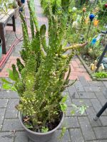 Schöner großer Kaktus Niedersachsen - Peine Vorschau