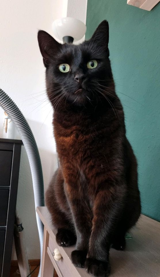 Schwarze Katze gesucht in Bielefeld