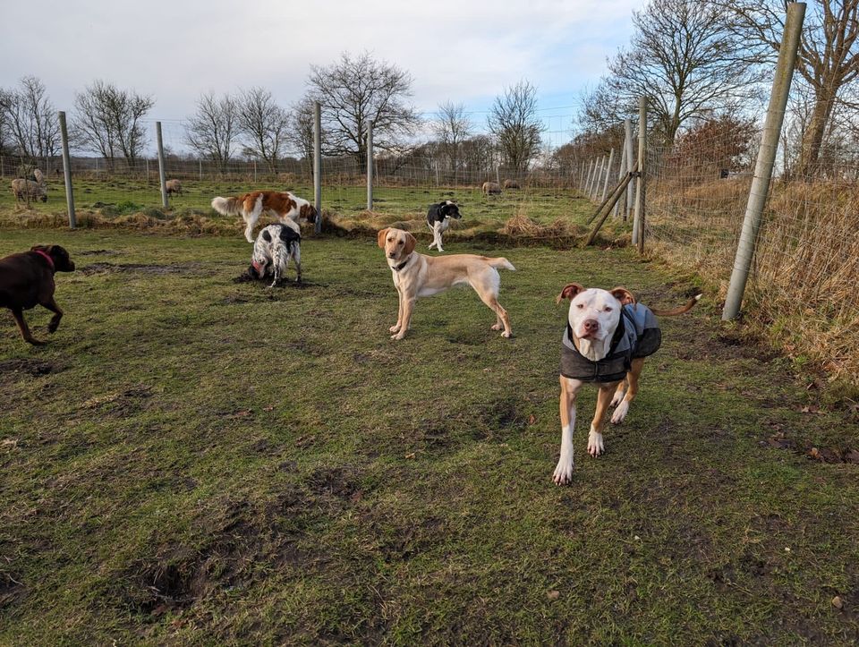 Hundepension/Hundetagesstätte in Tellingstedt