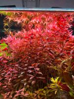 Ludwigia Palustris super red Rheinland-Pfalz - Grafschaft Vorschau