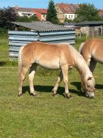 Haflinger Hengste/Stuten Parchim - Landkreis - Brüel Vorschau