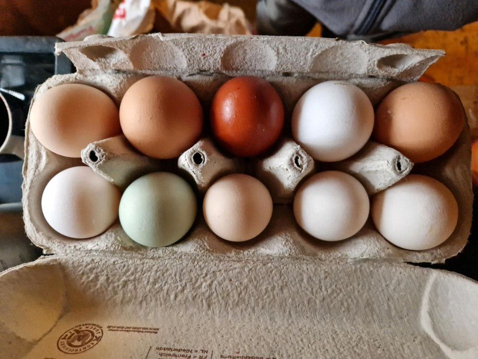 Eier unsortiert, Freilandeier in Geisenfeld