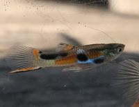 Endler Guppy 20 Jungfische ab ca. 1cm wegen Hobbyaufgabe Bayern - Ebelsbach Vorschau