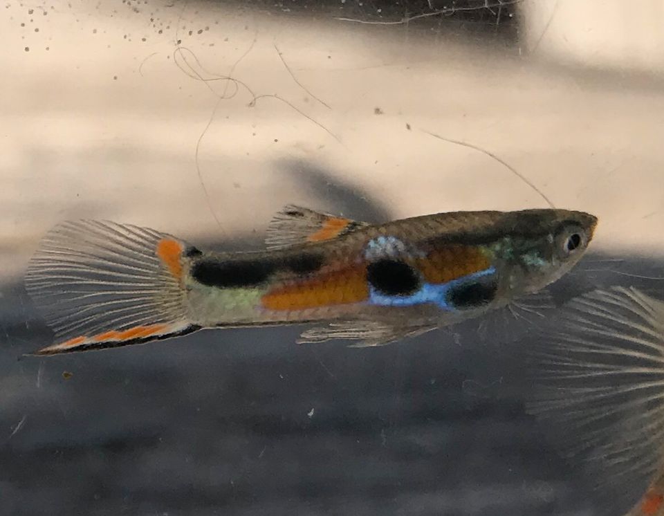 Endler Guppy 20 Jungfische ab ca. 1cm wegen Hobbyaufgabe in Ebelsbach