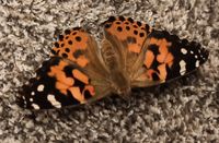 Distelfalter Eier Raupen Schmetterlinge züchten - toll für Kinder Bayern - Bayreuth Vorschau