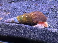 Tylomelania Schnecke Felsenschnecke DNZ „Albino“ Bochum - Bochum-Wattenscheid Vorschau