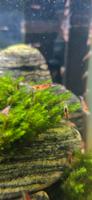 Zwerggarnele Calceo Bee Garnele | Golden Dragon | Caridina sp. Baden-Württemberg - Plankstadt Vorschau